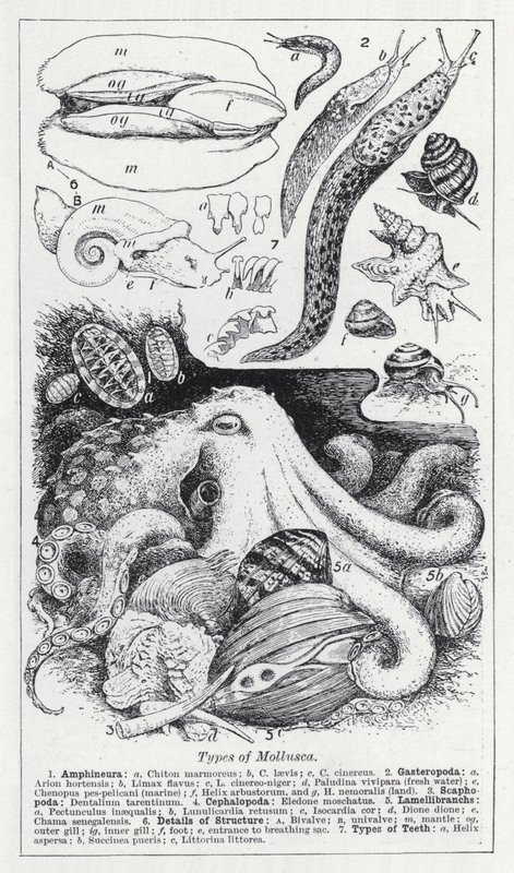 Arten von Mollusken (Lithografie) von English School