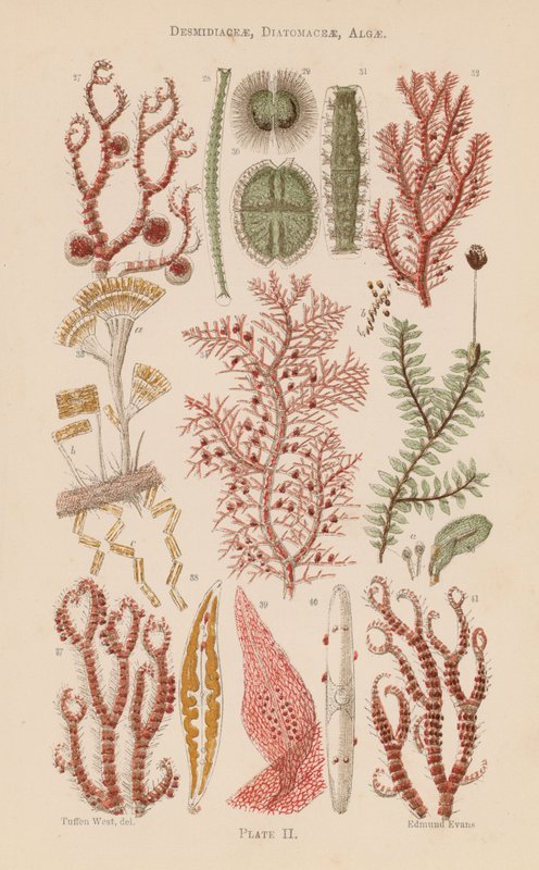 Unter dem Mikroskop: Desmidiaceae, Diatomaceae, Algen von English School