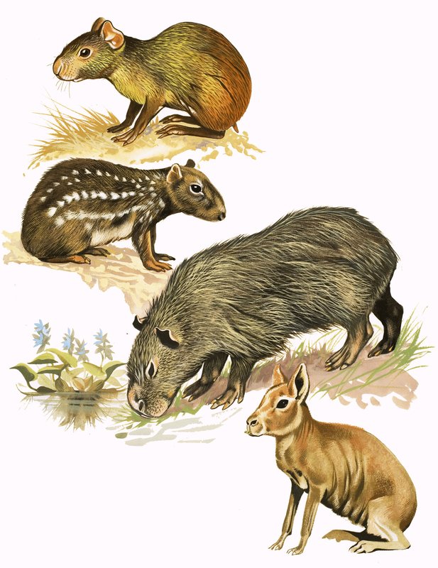 Montage nicht identifizierter Tiere von English School