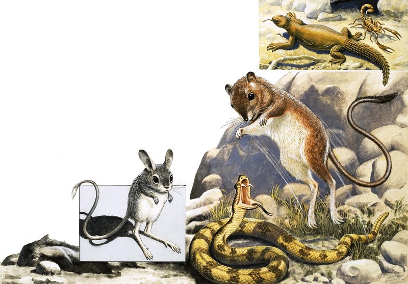 Unidentifizierte Tiere Montage mit Springmaus, Schlange und Skorpion von English School