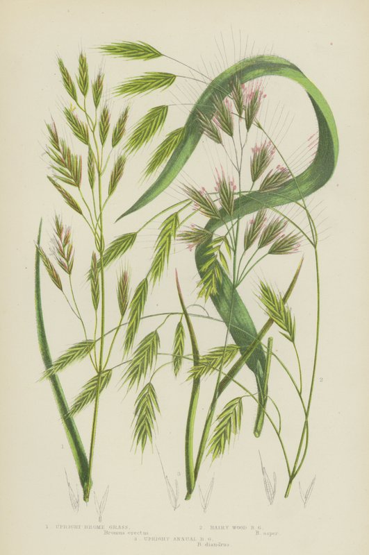 Aufrechte Trespen, Haarige Waldtrespen, Aufrechte Jahrestrespen von English School