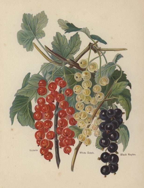 Victoria, White Dutch, Black Naples von English School
