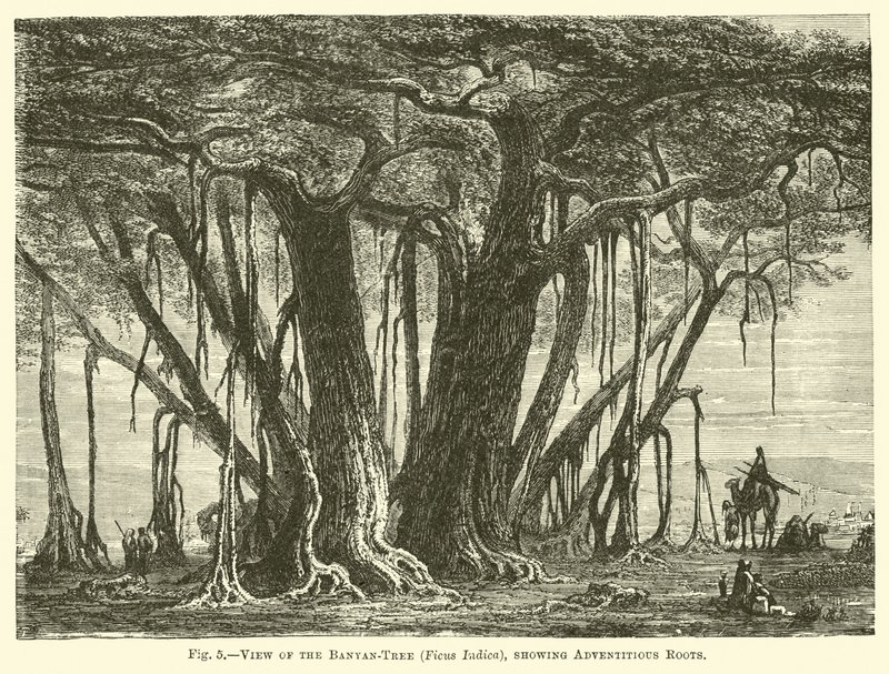 Ansicht des Banyanbaums (Ficus Indica), mit Adventivwurzeln von English School
