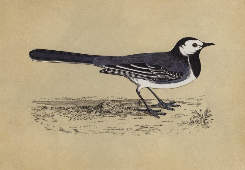 Bachstelze von English School