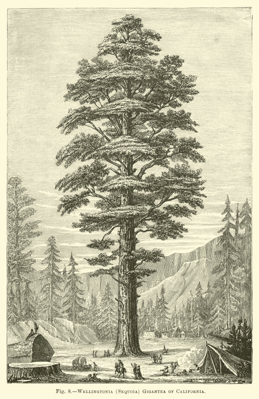 Wellingtonia (Sequoia) Gigantea von Kalifornien von English School