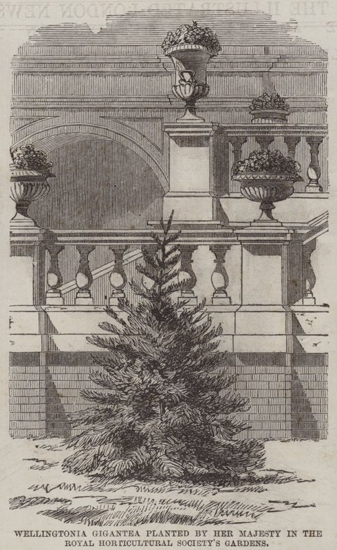 Wellingtonia Gigantea, gepflanzt von Ihrer Majestät in den Gärten der Royal Horticultural Society (Stich) von English School