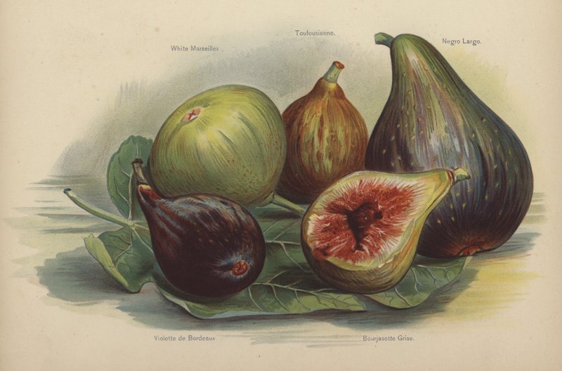 Weiße Marseille, Toulousienne, Schwarze Largo, Violette de Bordeaux, Bourjasotte Grise von English School