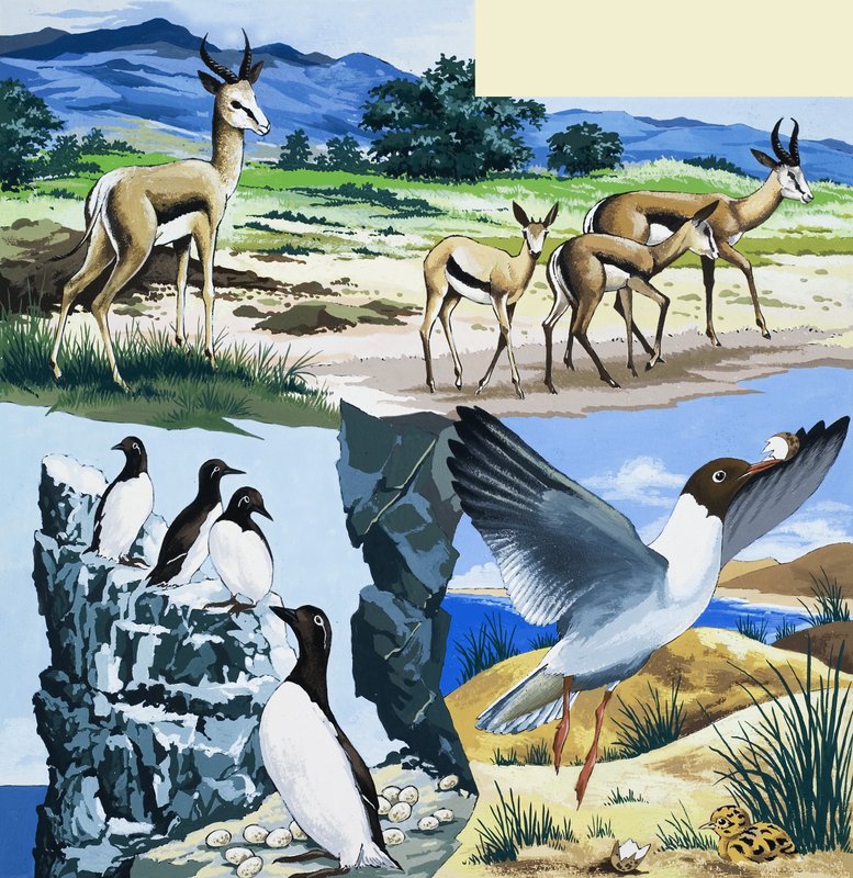 Montage von Wildtieren von English School