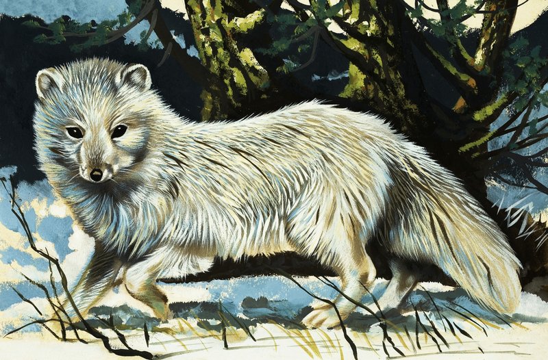 Wolf von English School