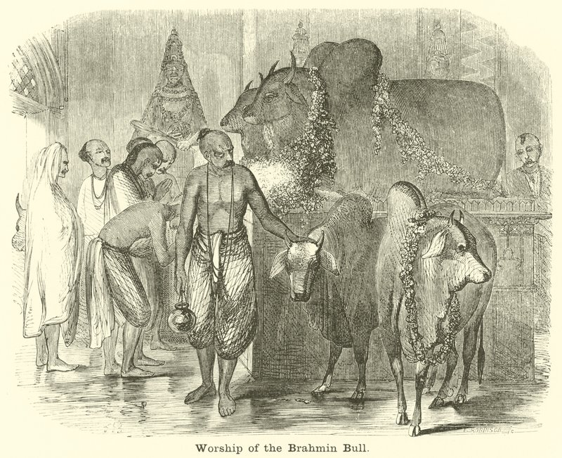 Verehrung des Brahmanenbullen von English School