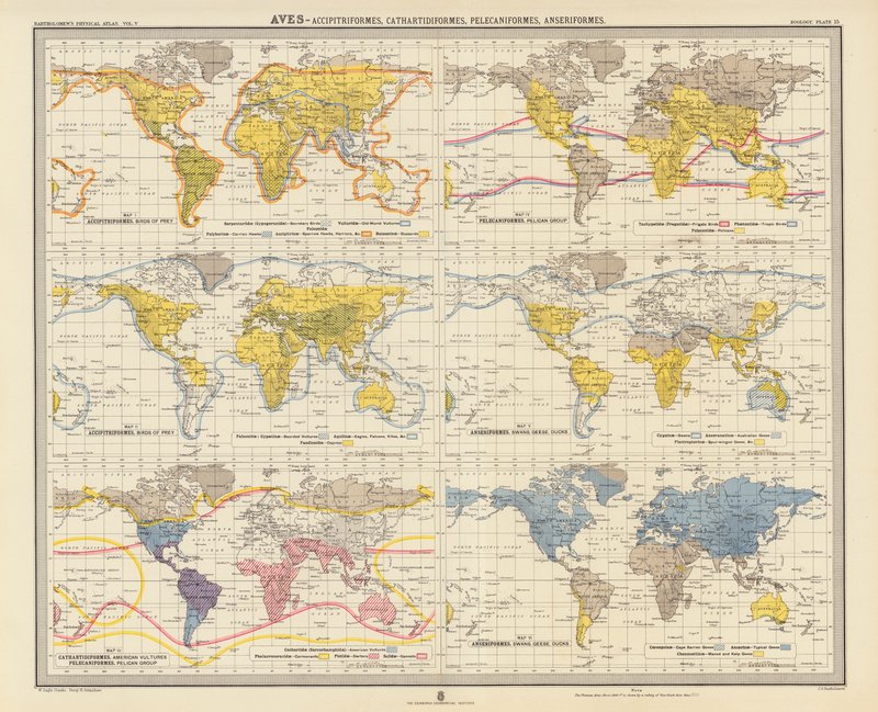 Zoogeographie: Vögel, Greifvögel, Neuweltgeier, Pelikanvögel, Gänsevögel (Farblithografie) von English School