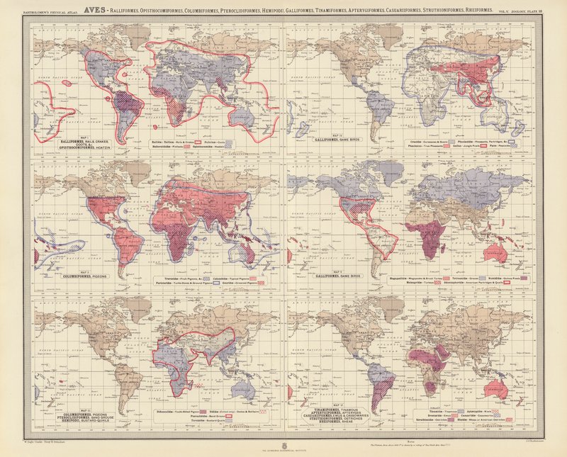 Zoogeographie: Aves, Ralliformes, Opisthocomiformes, Columbiformes, Pteroclidiformes, Hemipodii, Galliformes, Tinamiformes, Apterygiformes, Casuariiformes, Struthioniformes, Rheiformes von English School