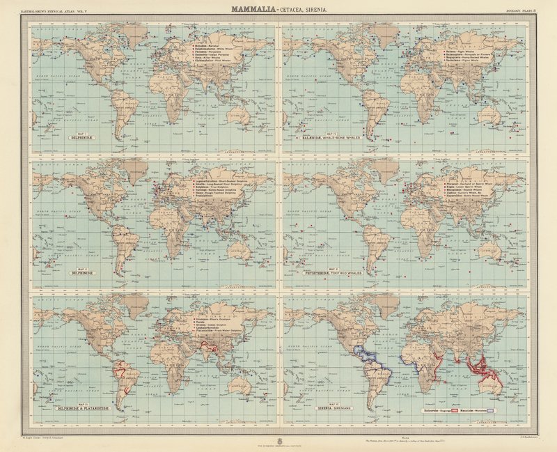 Zoogeographie: Säugetiere, Cetacea, Sirenia von English School