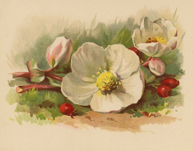 Christrose und Beeren von Ethel C. Nisbet