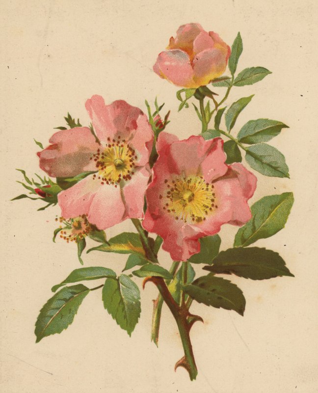 Hundsrosen von Ethel C. Nisbet