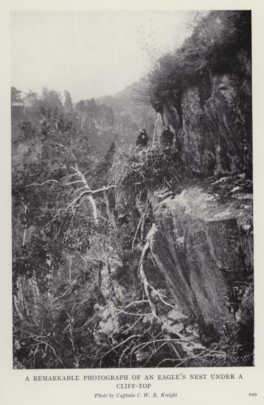 Bemerkenswertes Foto eines Adlernestes unter einer Klippe von European Photographer
