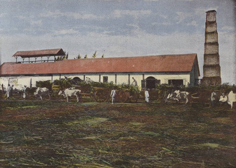 Zuckerrohrernte von European Photographer