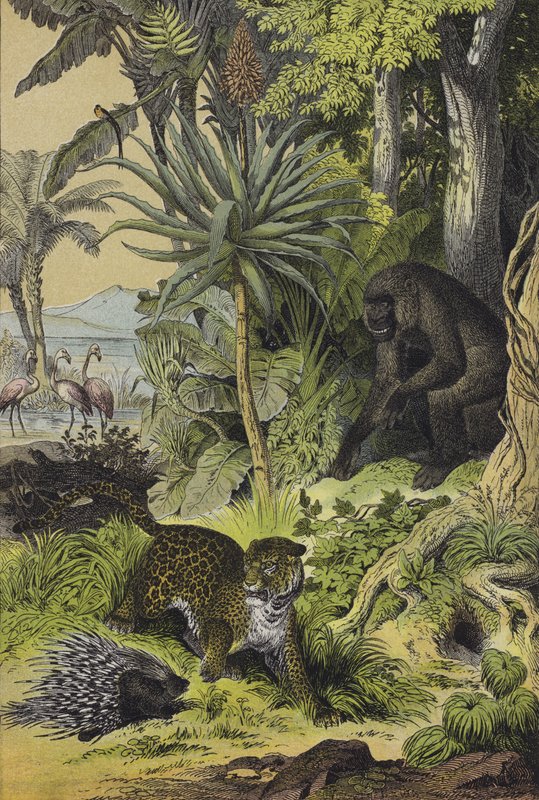 Tiere und Pflanzen von Äquatorialguinea von European School