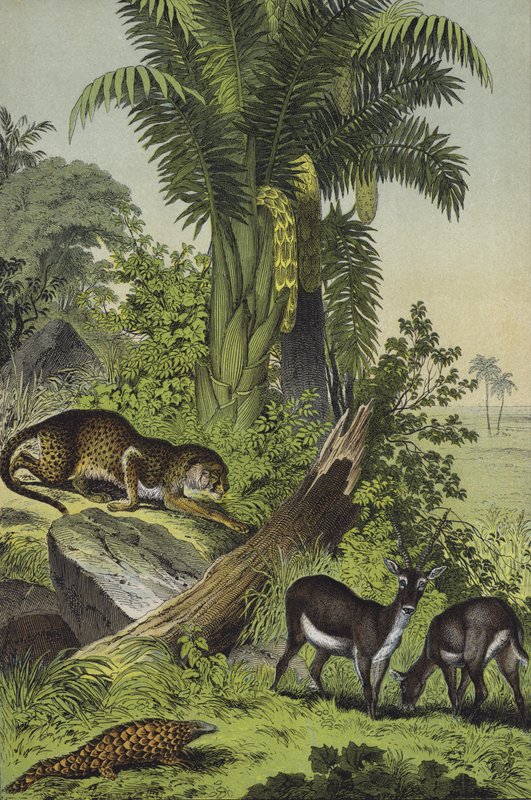 Tiere und Pflanzen Indiens von European School