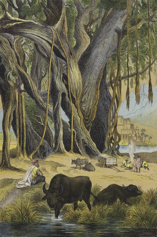 Tiere und Pflanzen von Indien von European School