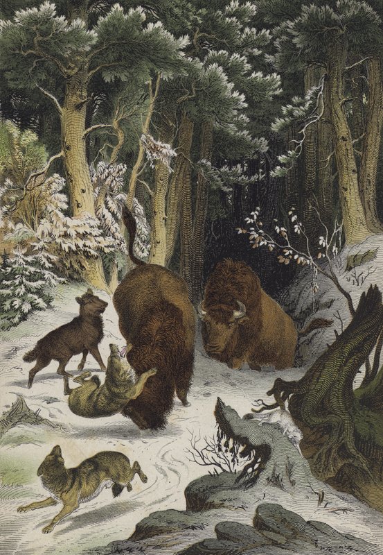 Tiere und Pflanzen des Waldes von Bialowicz, Litauen von European School