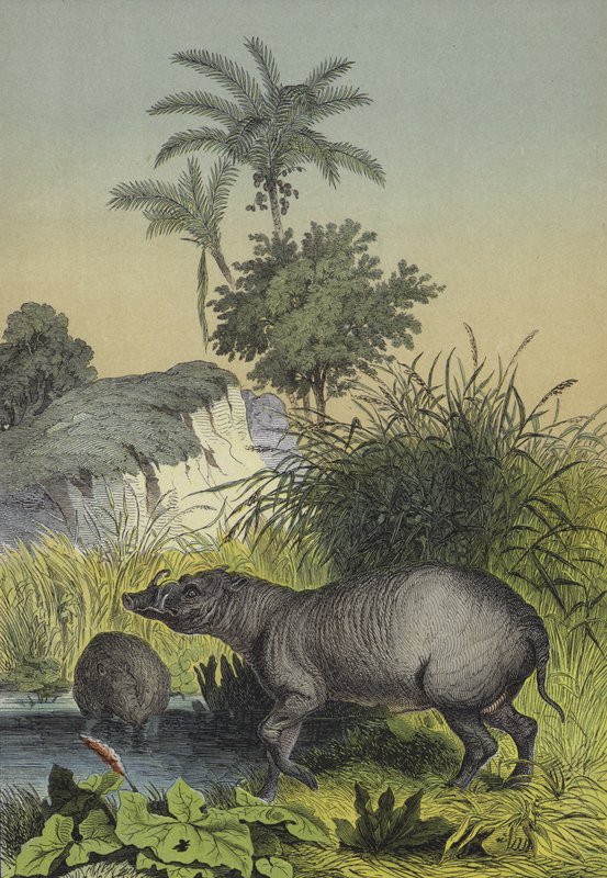 Tiere und Pflanzen der Inseln Südasiens von European School