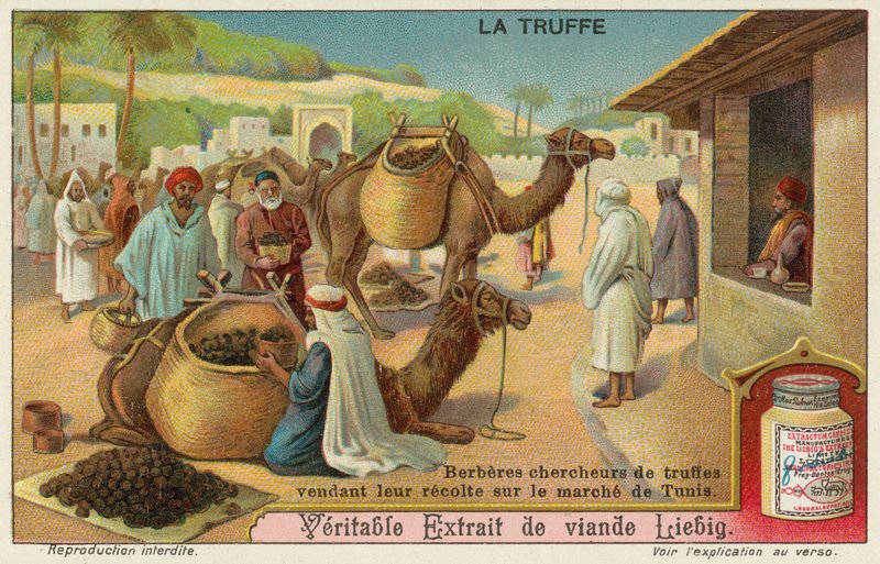 Berber inspizieren die Trüffel auf dem Markt in Tunis von European School