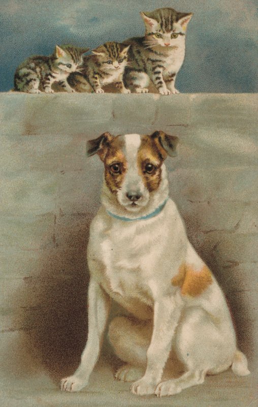 Katzen beobachten einen Hund von European School