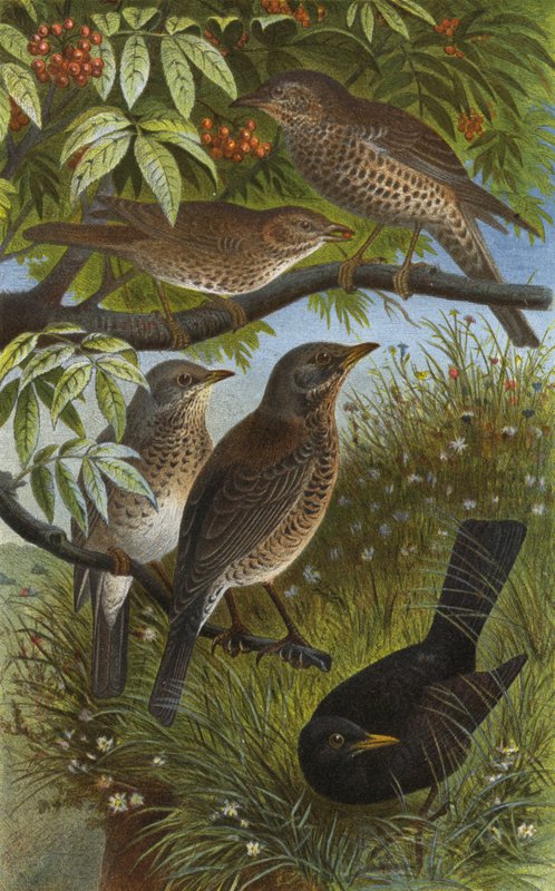 Deutsche Drosseln, Sing-, Mistel-, Wacholder- und Schwarzdrossel oder Amsel von European School