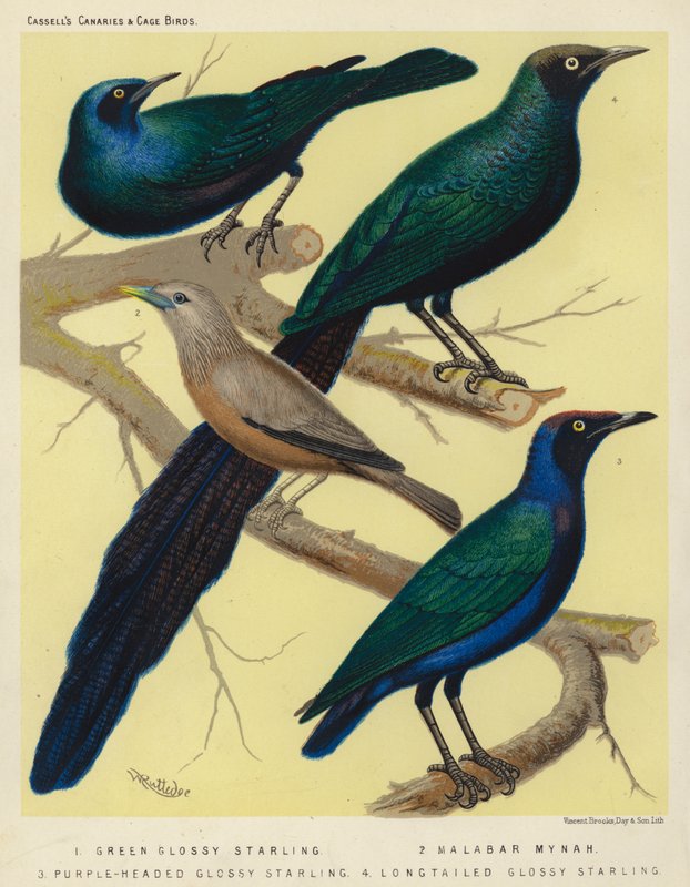 Grüner Glanzstar, Malabar-Mynah, Purpurkopf-Glanzstar, Langschwanz-Glanzstar von European School