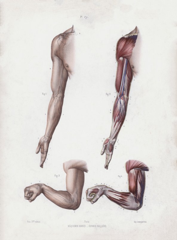 Illustration für Die Anatomie der äußeren Formen des Menschen: Männlicher Arm und Hände von European School