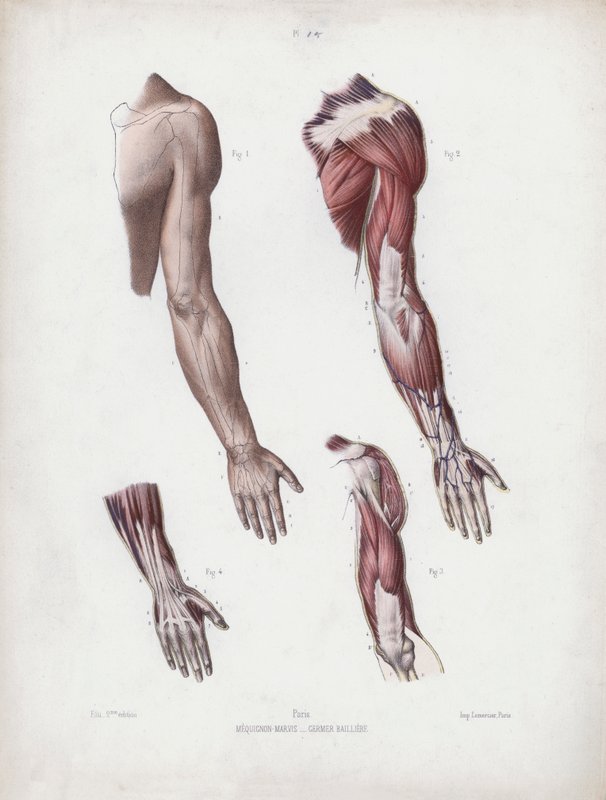 Illustration für Die Anatomie der äußeren Formen des Menschen: Männlicher Arm und Hände von European School