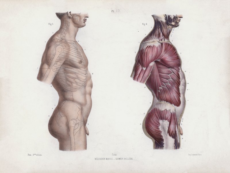 Illustration für Die Anatomie der äußeren Formen des Menschen: Männlicher Torso, Seitenansicht von European School