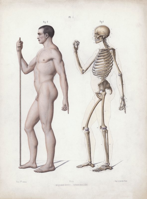 Illustration für Die Anatomie der äußeren Formen des Menschen: Mann stehend, Seitenansicht von European School