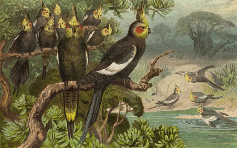 Keilschwanz-Kakadu, Corella von European School