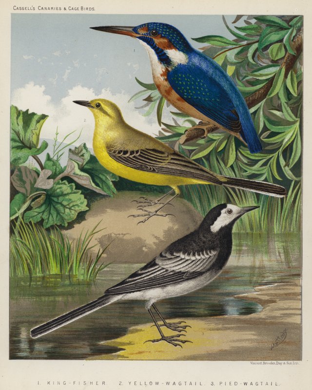 Eisvogel, Schafstelze, Bachstelze (Farblithografie) von European School