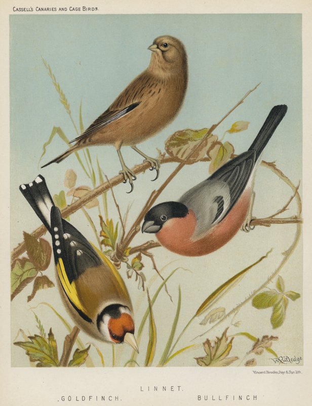 Hänfling, Stieglitz, Gimpel (Farblithografie) von European School