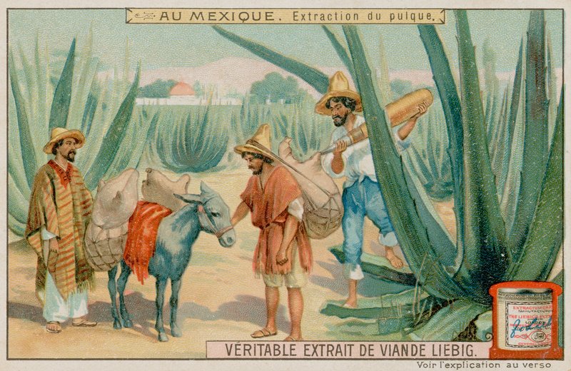 Mexikaner gewinnen Pulque aus einem Kaktus von European School
