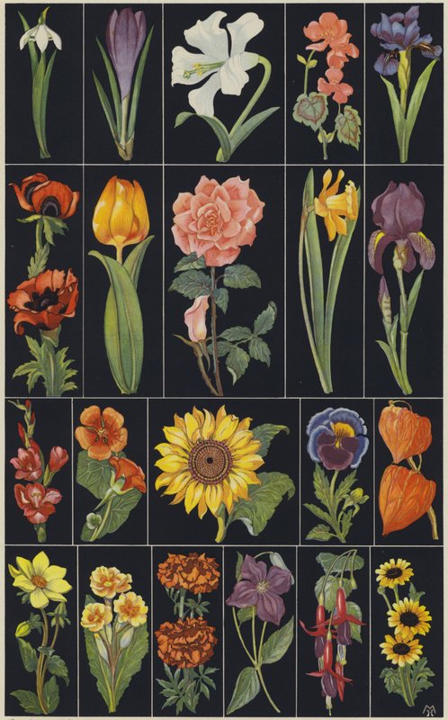 Seite aus einem Kinderbilderbuch, Blumen von European School