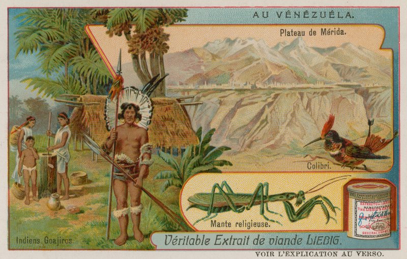 Plateau von Mérida mit Kolibri und Gottesanbeterin und Wayuu-Indianern von European School