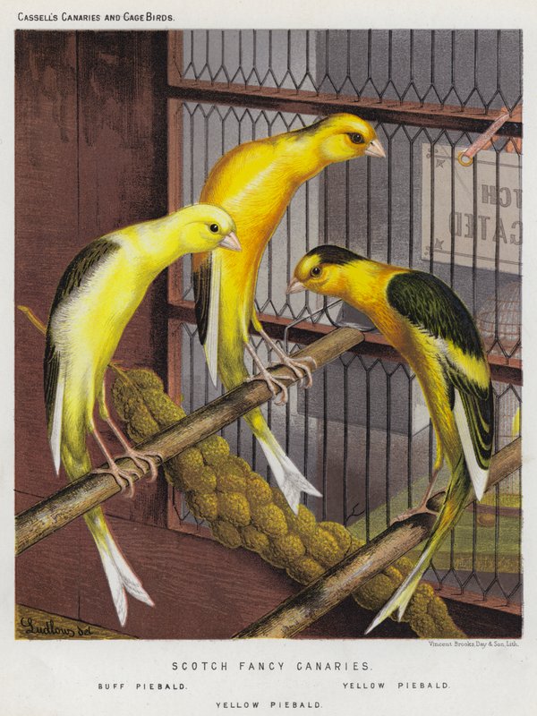 Schottische Fantasie-Kanarienvögel, Buff Schecke, Gelb Schecke von European School