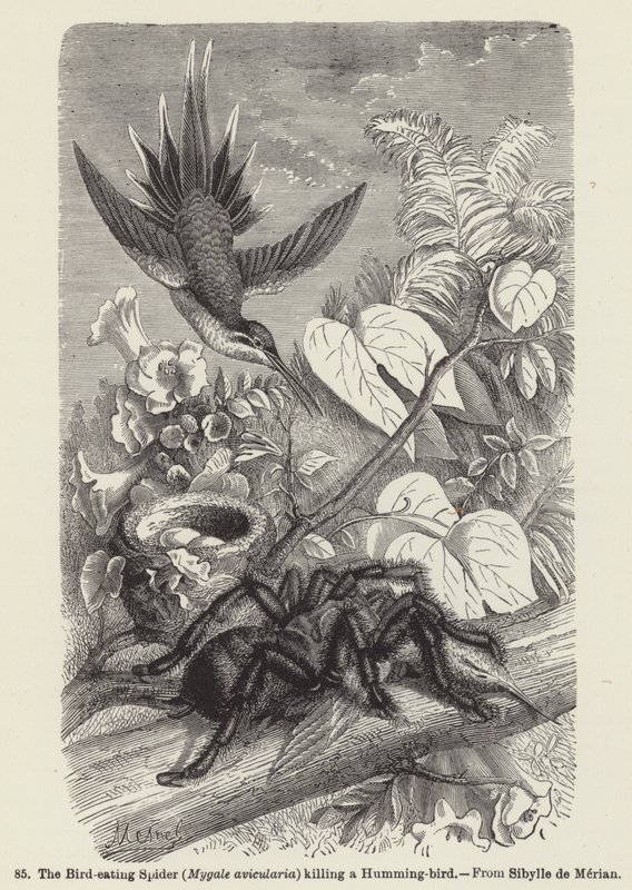Die Vogelspinne (Mygale avicularia) tötet einen Kolibri von European School