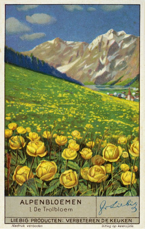 Trollblume (Chromolithografie) von European School