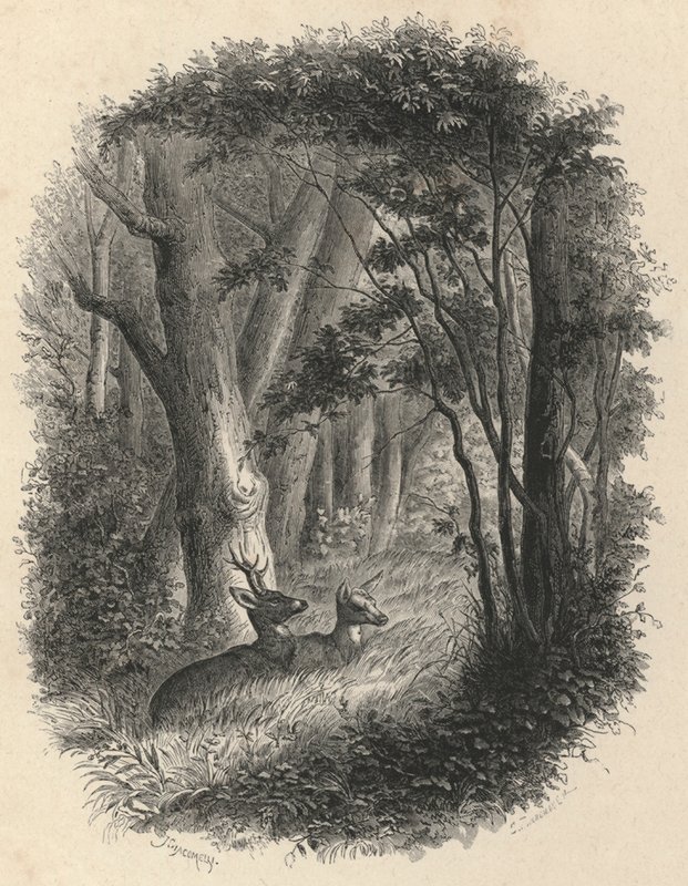 Eine Ecke des Waldes von Fontainebleau (Gravur) von European School