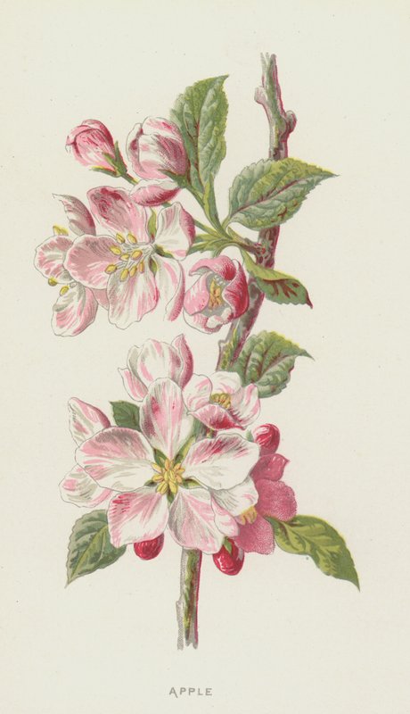 Apfel von Frederick Edward Hulme