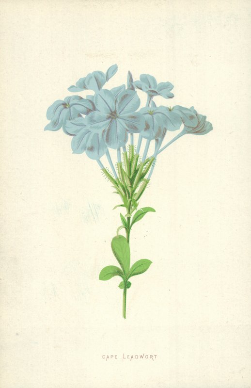 Bleiwurz von Frederick Edward Hulme