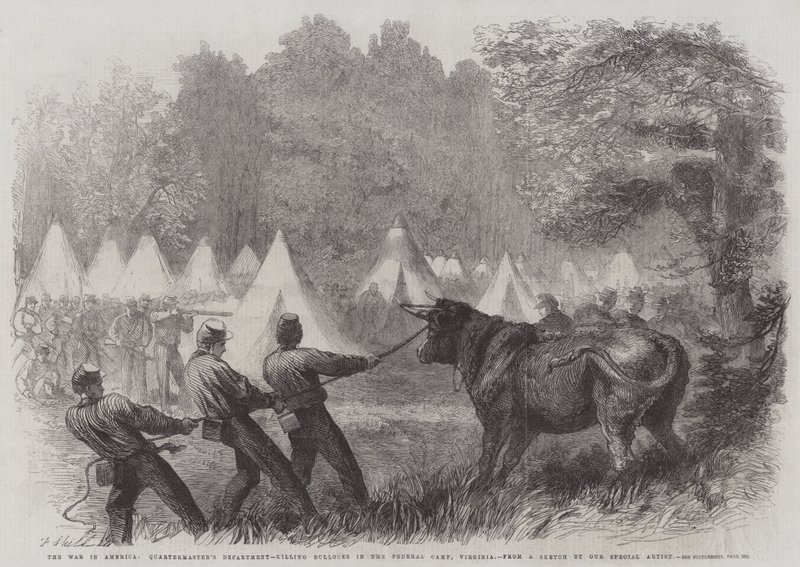 Der Krieg in Amerika, Quartiermeisterabteilung, Töten von Ochsen im Bundeslager, Virginia von Frederick John Skill