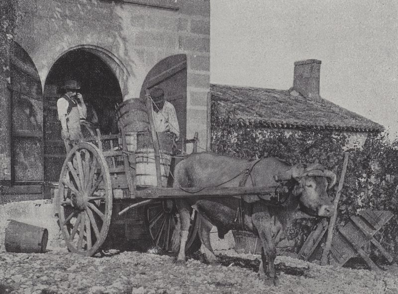 Transport von geernteten Trauben mit einem Ochsenkarren von French Photographer