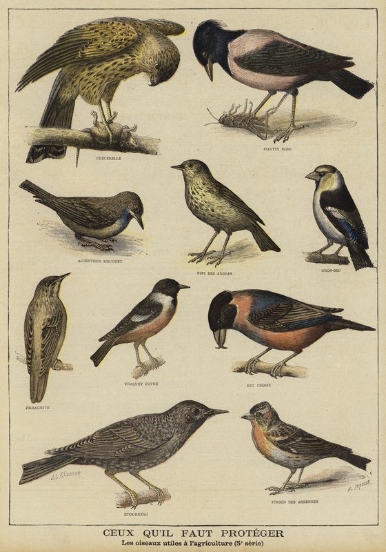 Vögel, die wegen ihres Nutzens für die Landwirtschaft geschützt werden müssen von French School