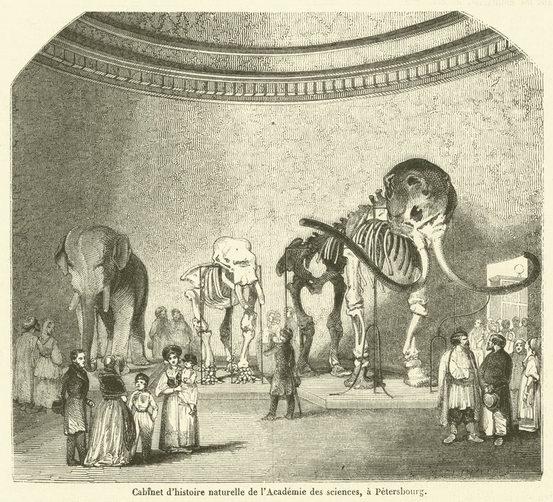 Naturkundekabinett der Akademie der Wissenschaften in Petersburg von French School